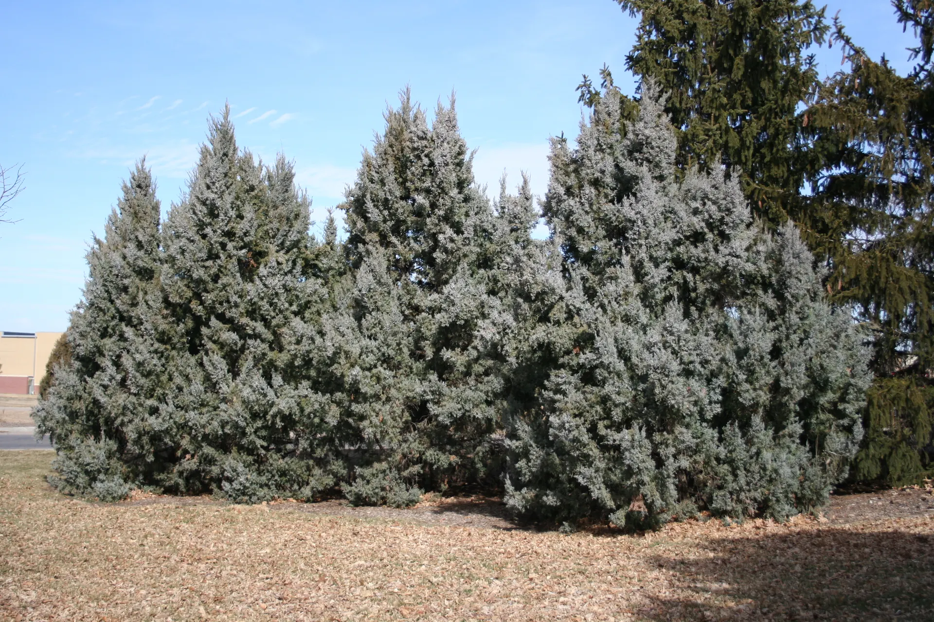 Juniper, Rocky Mountain | Nebraska Forest Service
